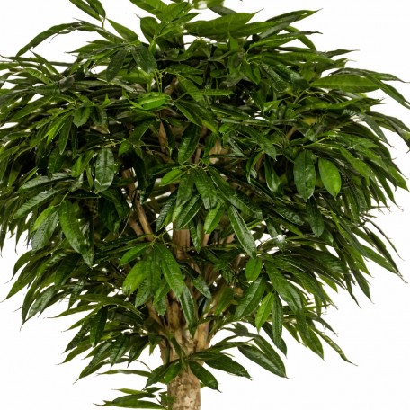 Ficus Longifolia Seminaturale  Verde  Tronco Gigantea H 200 cm