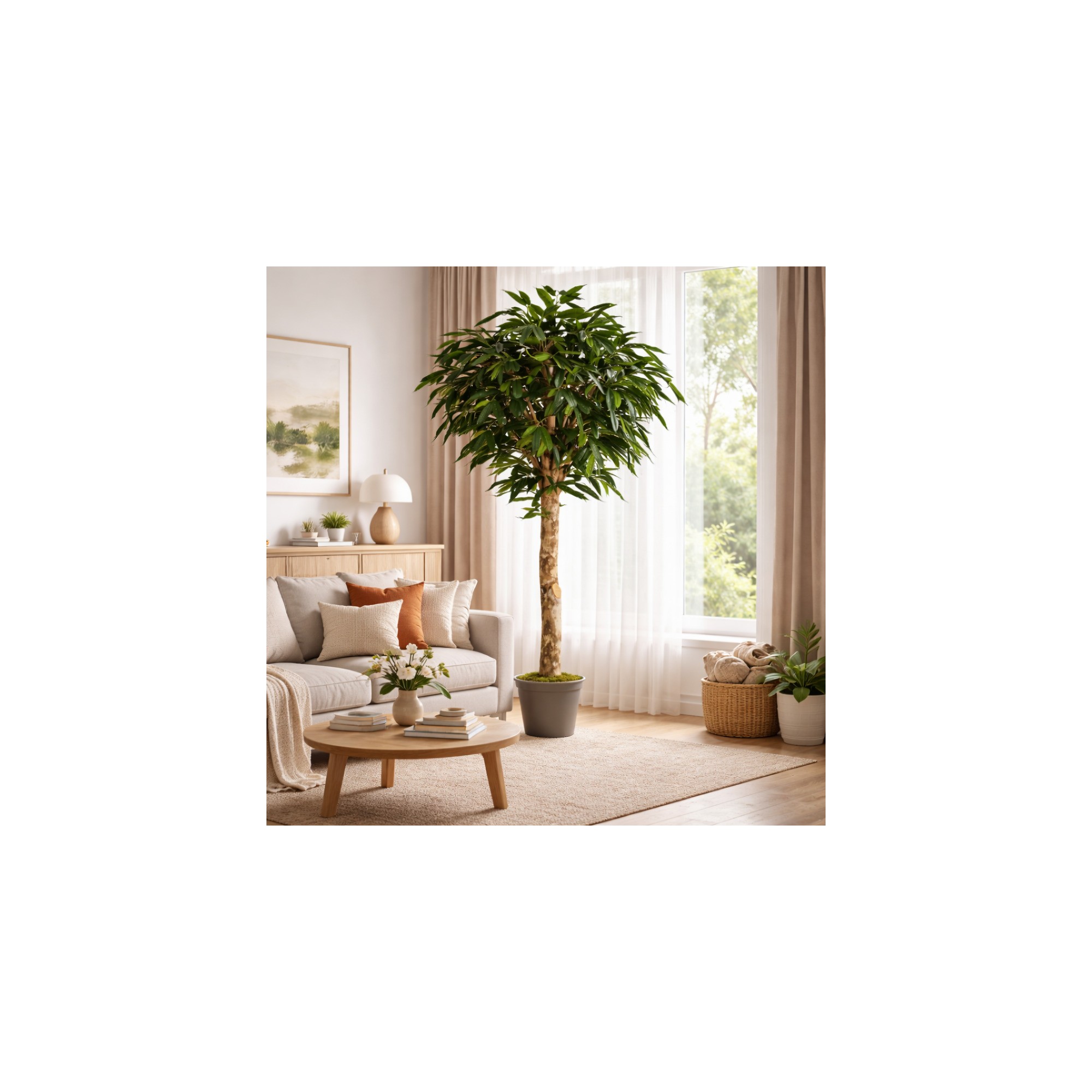  Ficus Longifolia Seminaturale  Verde  Tronco Gigantea H 200 cm