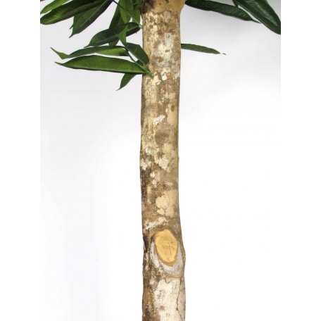 Ficus Longifolia Seminaturale  Verde  Tronco Gigantea H 200 cm