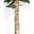 Ficus Longifolia Seminaturale  Verde  Tronco Gigantea H 200 cm