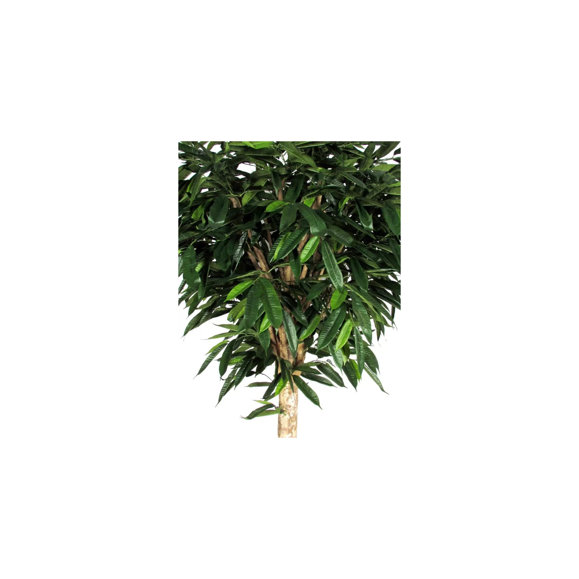 Ficus Longifolia Seminaturale  Verde  Tronco Gigantea H 250 CM