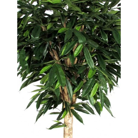 Ficus Longifolia Seminaturale  Verde  Tronco Gigantea H 250 CM