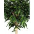 Ficus Longifolia Seminaturale  Verde  Tronco Gigantea H 250 CM
