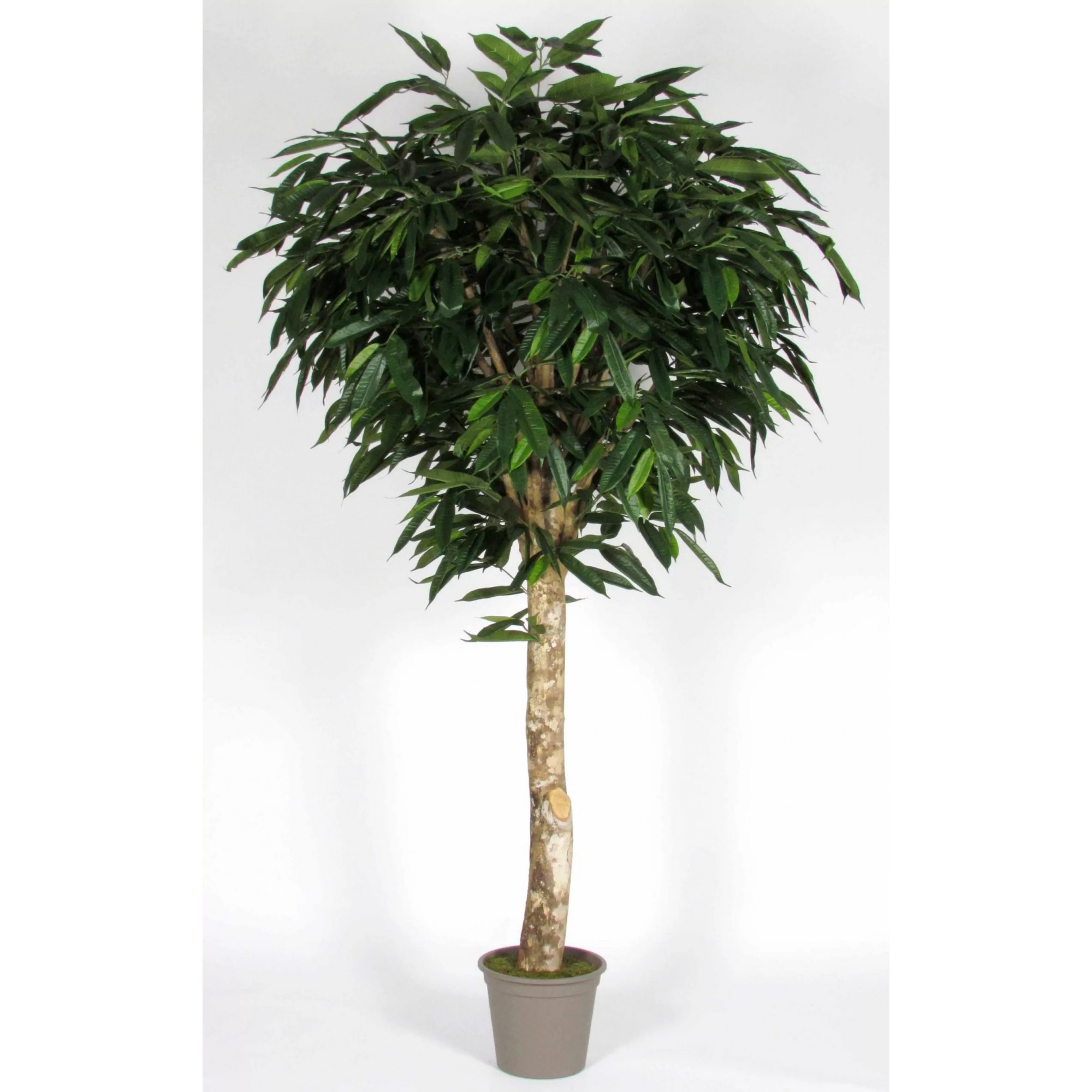  Ficus Longifolia Seminaturale  Verde  Tronco Gigantea H 250 CM