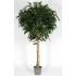 Ficus Longifolia Seminaturale  Verde  Tronco Gigantea H 250 CM