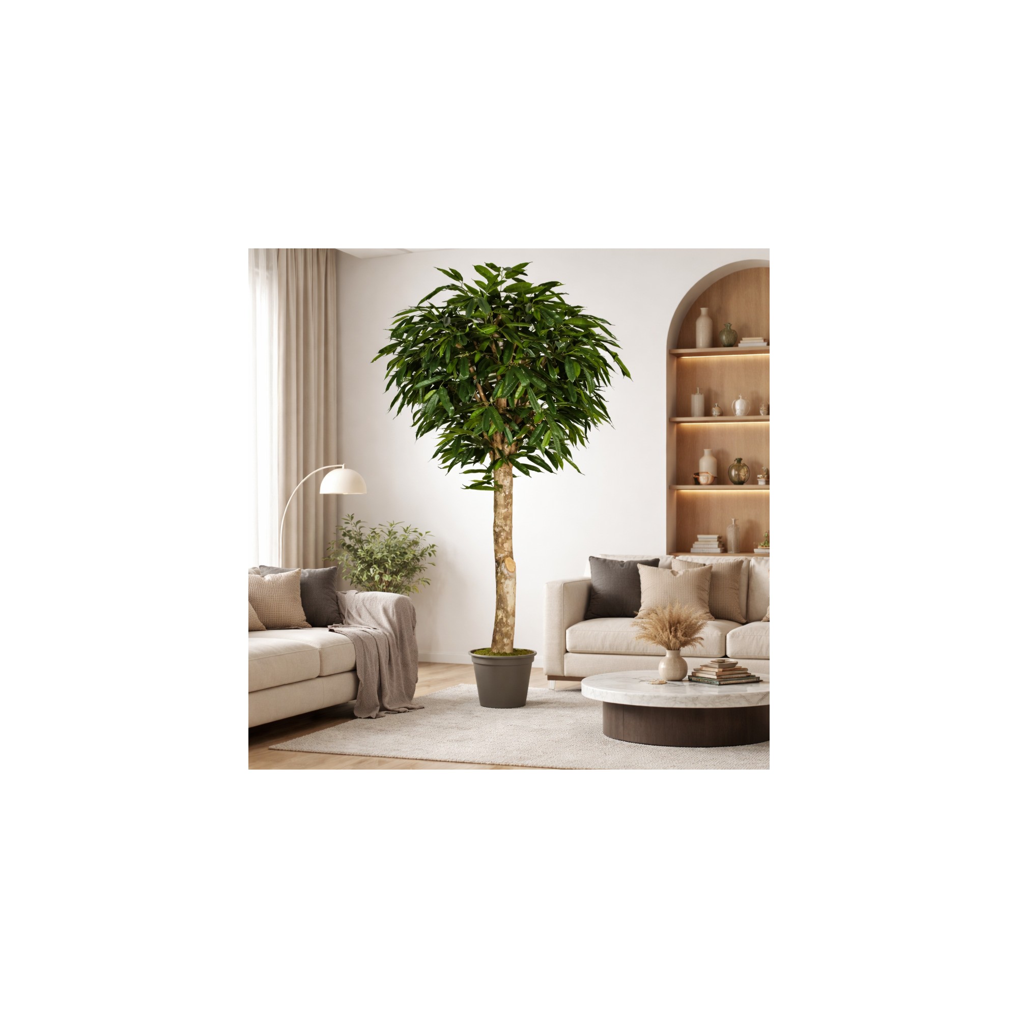  Ficus Longifolia Seminaturale  Verde  Tronco Gigantea H 250 CM