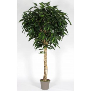 Ficus Longifolia...