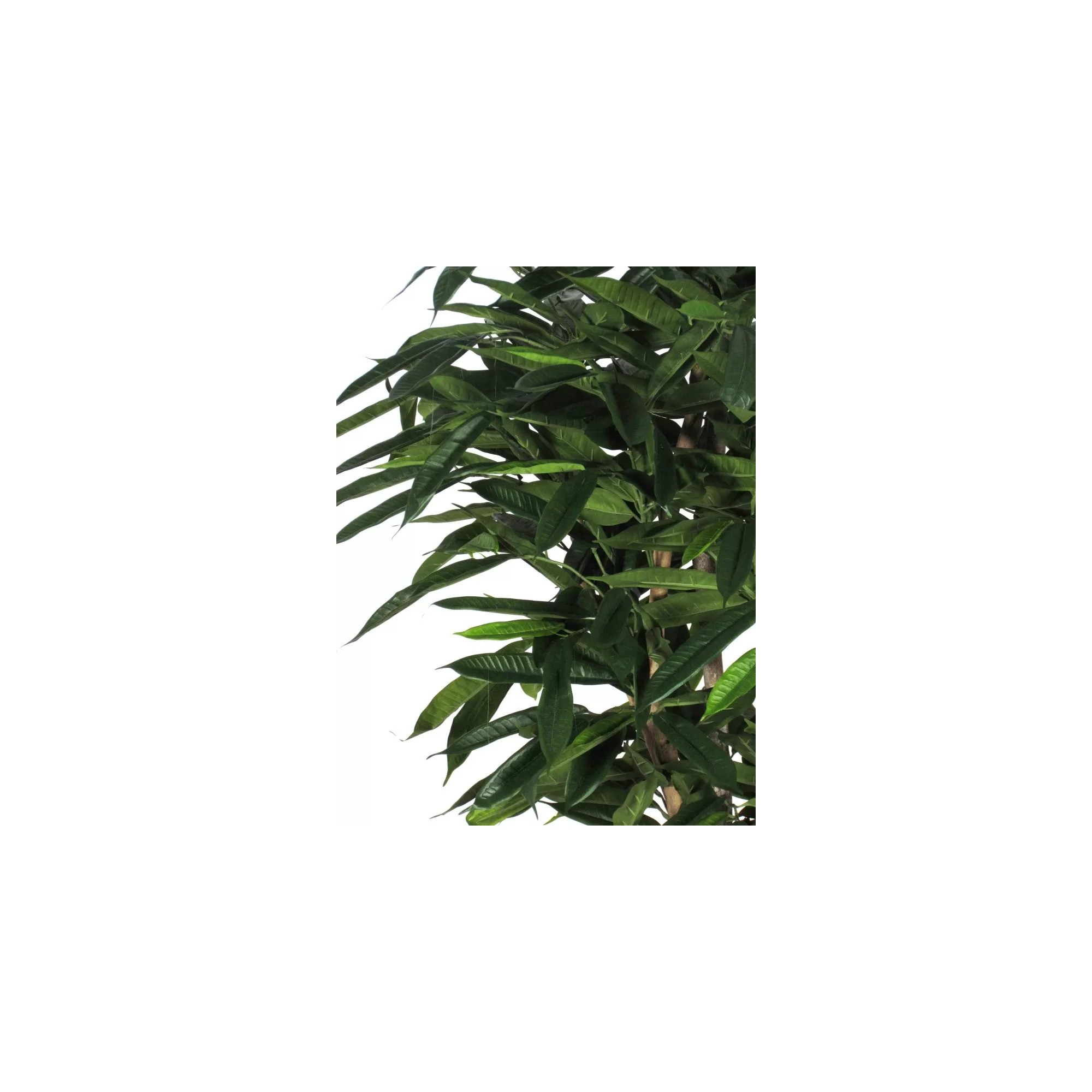  Ficus Longifolia Seminaturale  Verde  Tronco Mediterraneo
