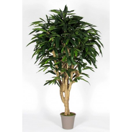 Ficus Longifolia Seminaturale  Verde  Tronco Mediterraneo