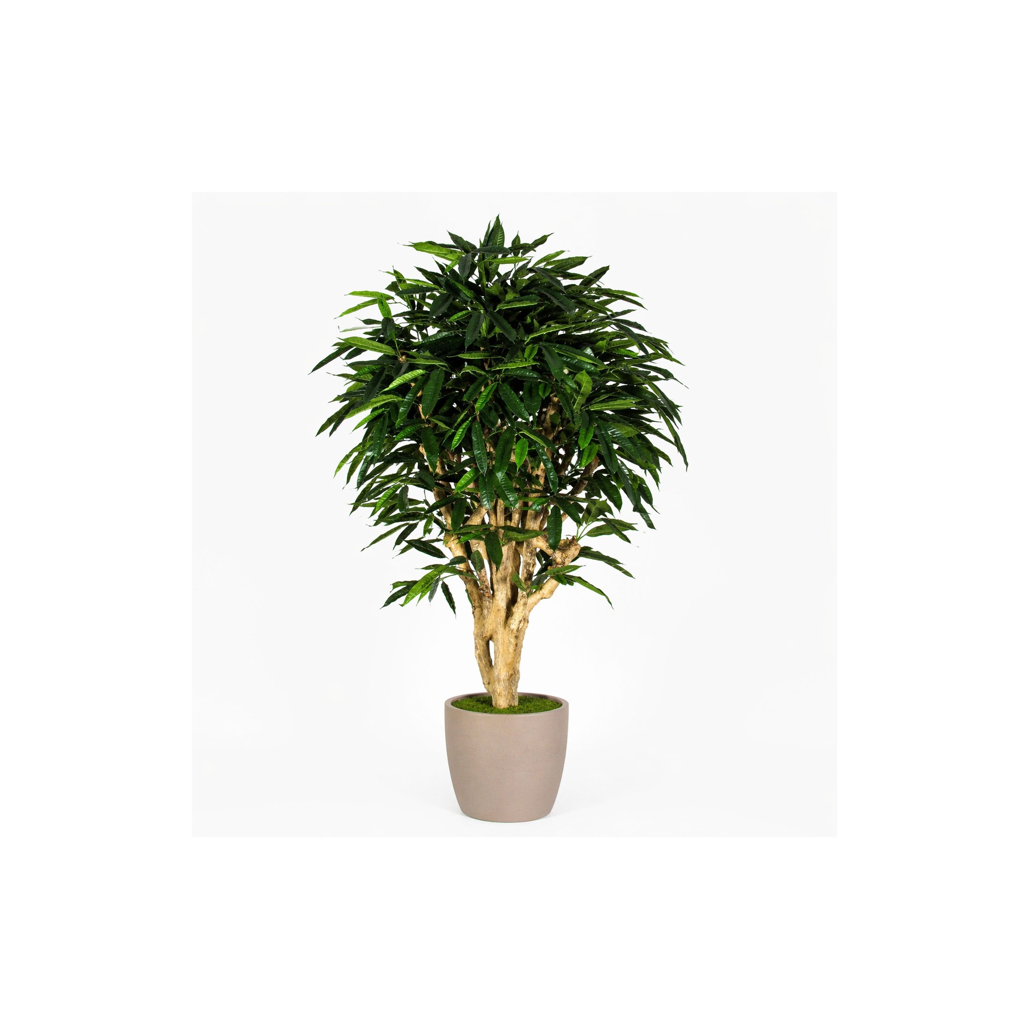  Ficus Longifolia Seminaturale  Verde  Tronco Mediterraneo en