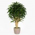 Ficus Longifolia Seminaturale  Verde  Tronco Mediterraneo en