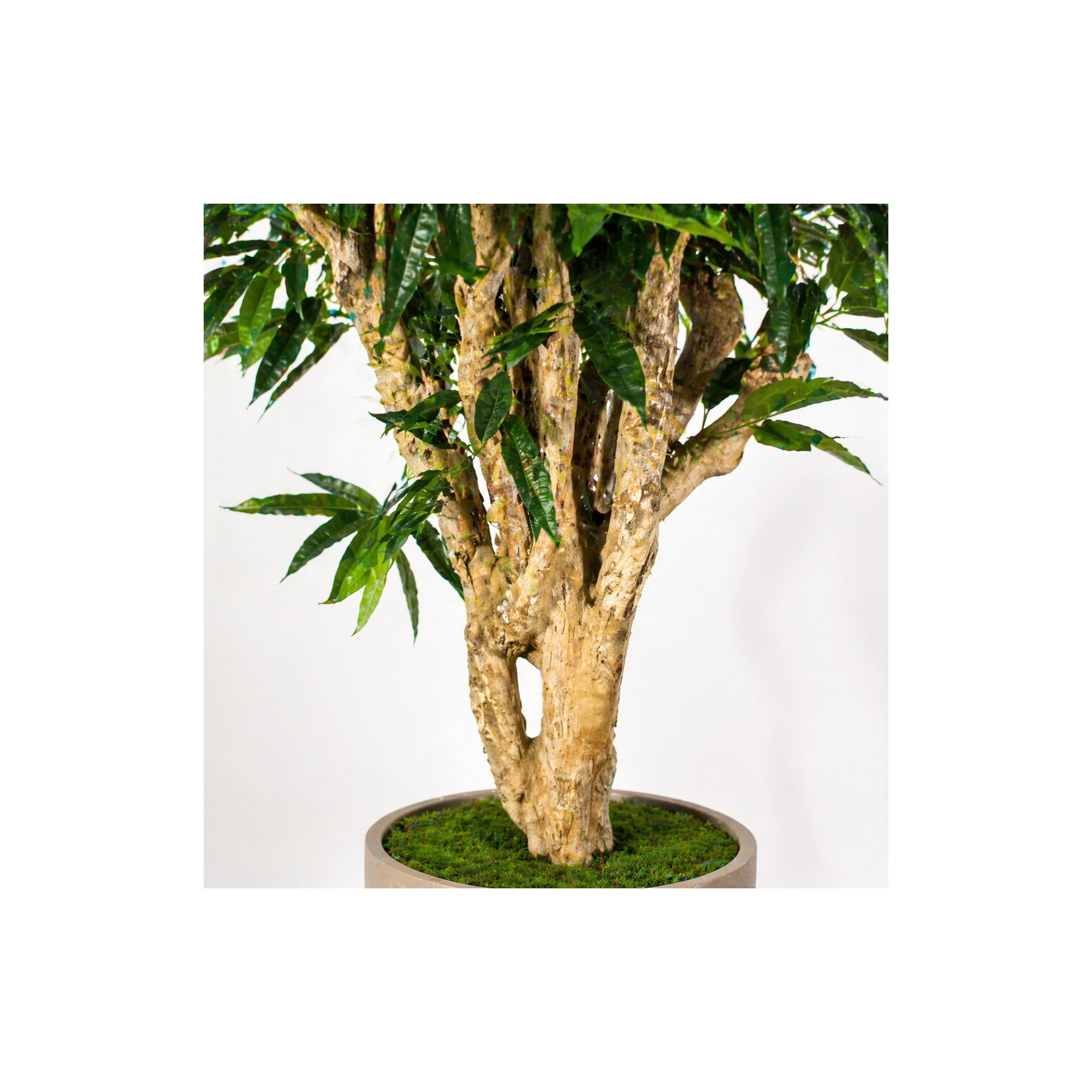  Ficus Longifolia Seminaturale  Verde  Tronco Mediterraneo es
