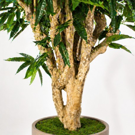 Ficus Longifolia Seminaturale  Verde  Tronco Mediterraneo it H 175 cm