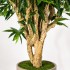 Ficus Longifolia Seminaturale  Verde  Tronco Mediterraneo de