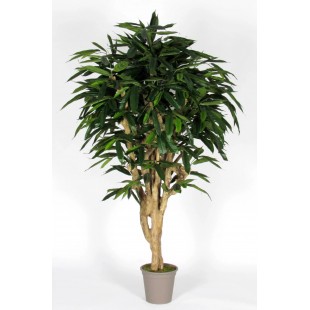 Ficus Longifolia...