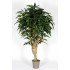 Ficus Longifolia Seminaturale  Verde  Tronco Mediterraneo en