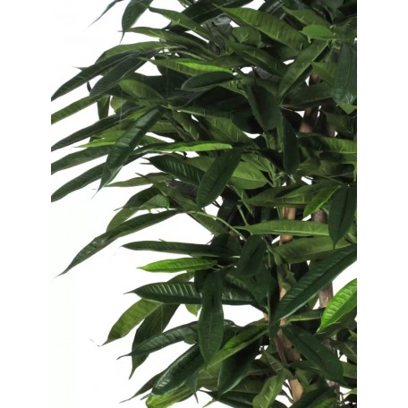 Ficus Longifolia Seminaturale  Verde  Tronco Mediterraneo