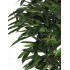 Ficus Longifolia Seminaturale  Verde  Tronco Mediterraneo