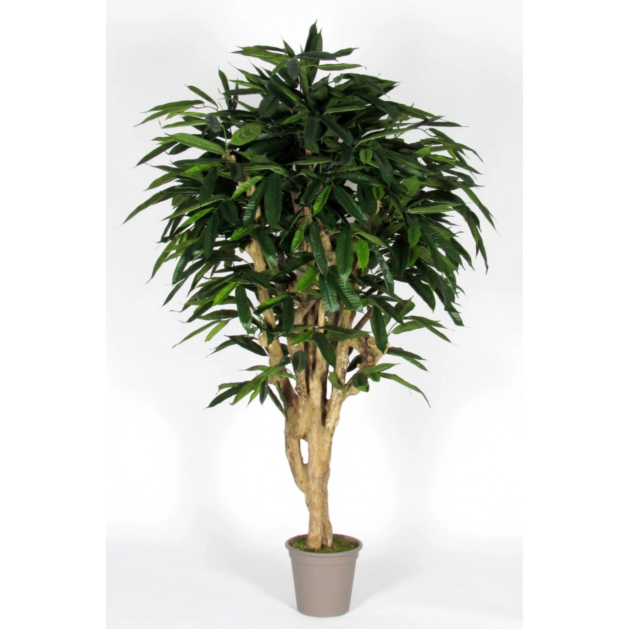  Ficus Longifolia Seminaturale  Verde  Tronco Mediterraneo