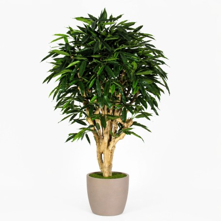 Ficus Longifolia Seminaturale  Verde  Tronco Mediterraneo