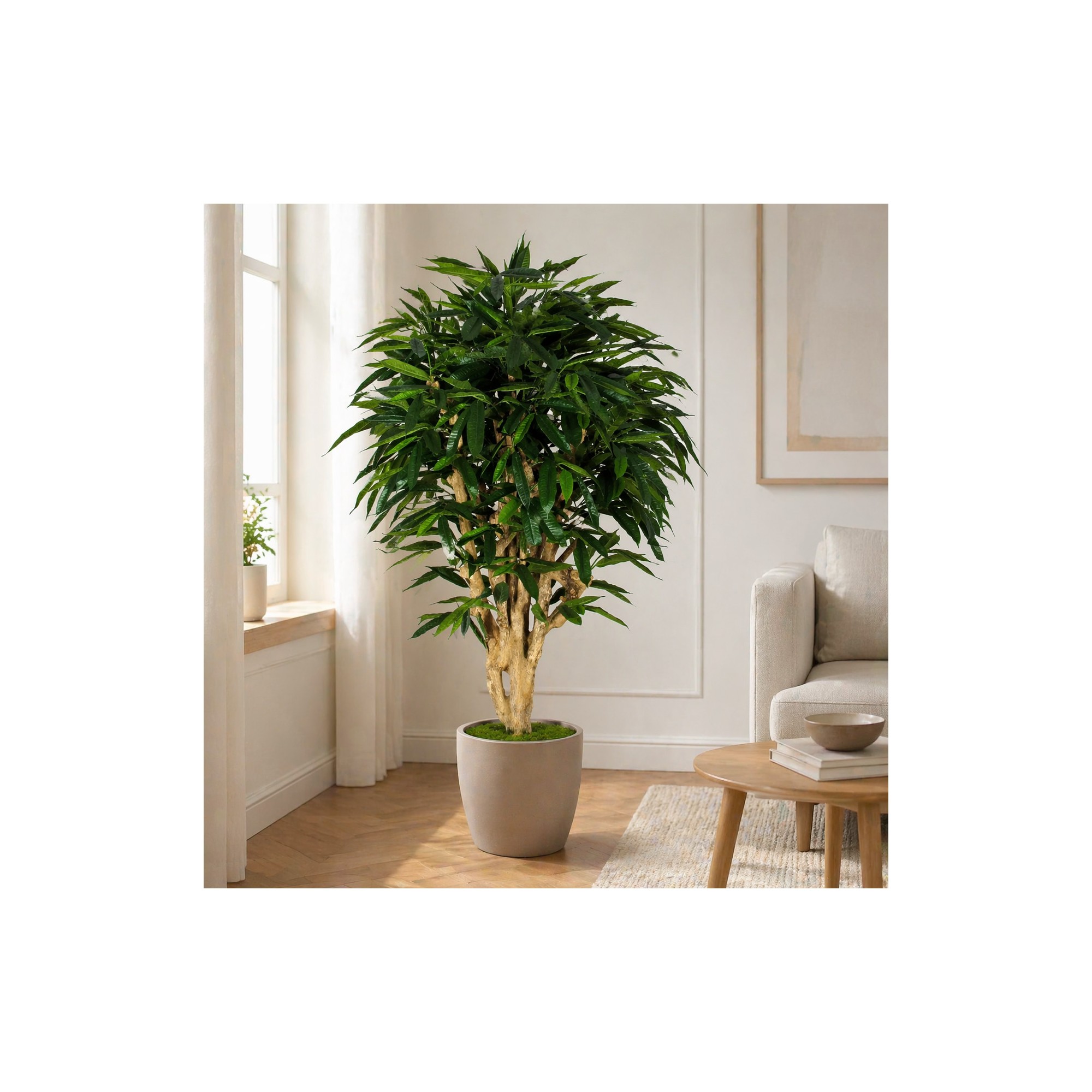  Ficus Longifolia Seminaturale  Verde  Tronco Mediterraneo