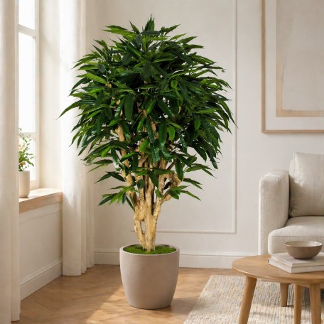 Ficus Longifolia Seminaturale  Verde  Tronco Mediterraneo