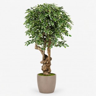Ficus Luxe Seminaturale...