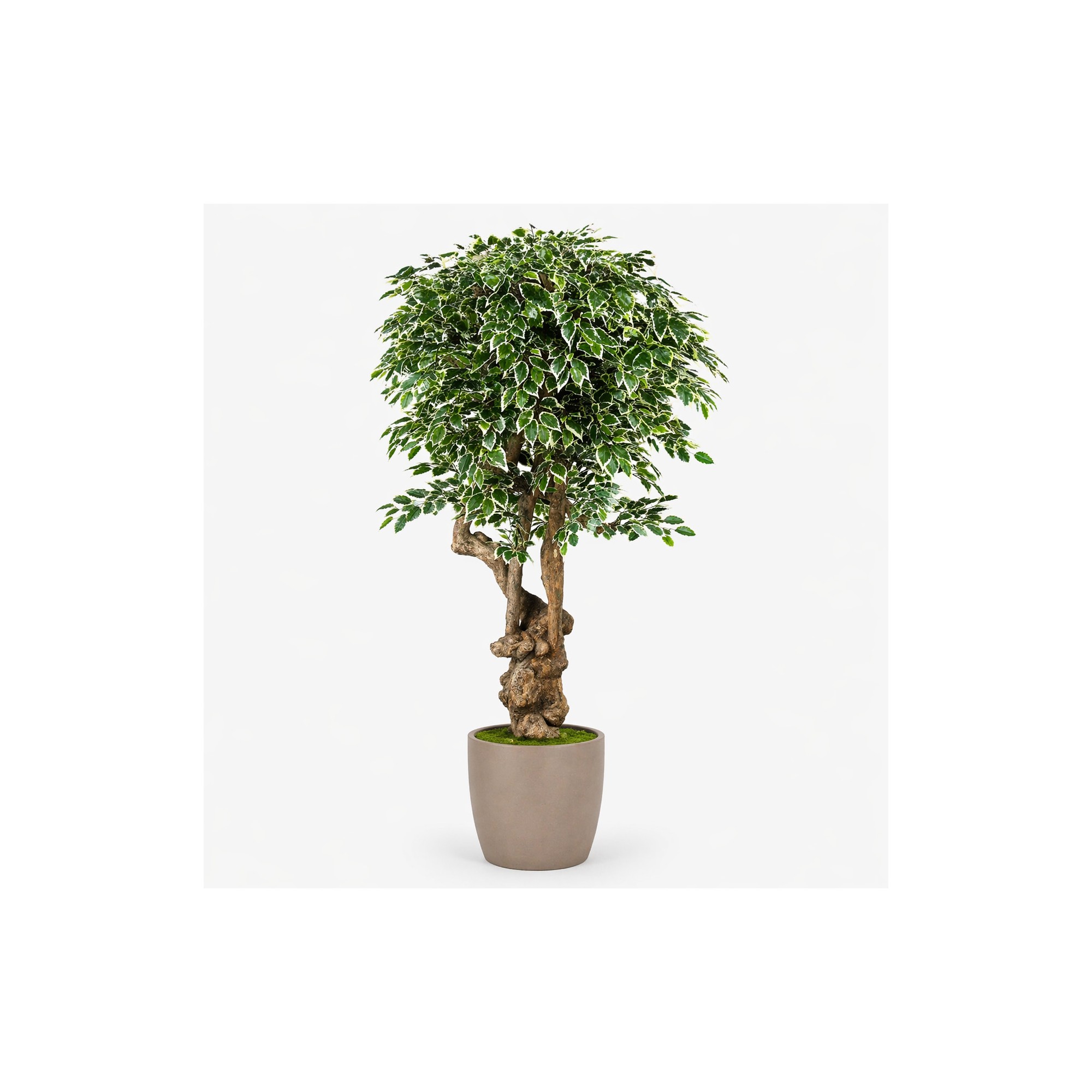  Ficus Luxe Seminaturale  Variegato  Tronco Jamaica  H 200 cm