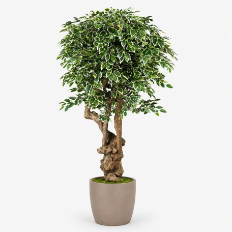 Ficus Luxe Seminaturale  Variegato  Tronco Jamaica  H 200 cm