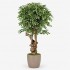 Ficus Luxe Seminaturale  Variegato  Tronco Jamaica  H 200 cm
