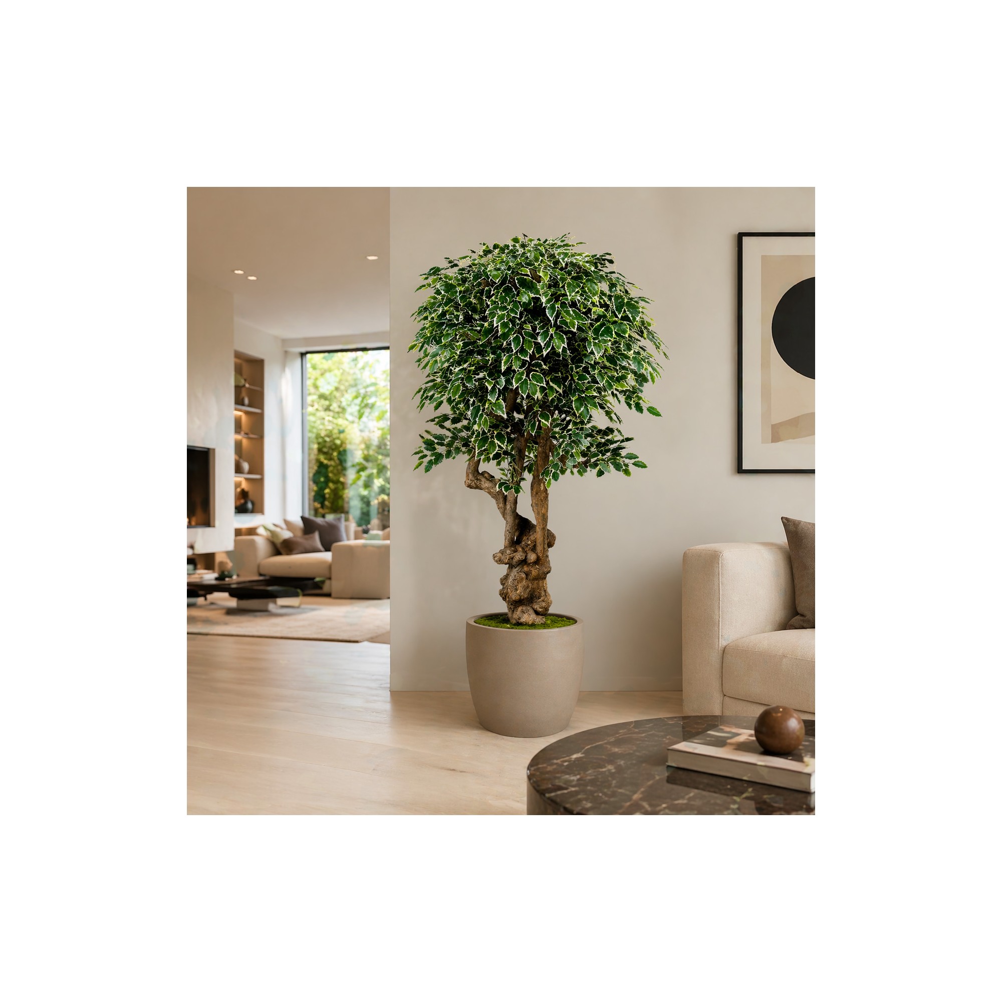  Ficus Luxe Seminaturale  Variegato  Tronco Jamaica  H 200 cm