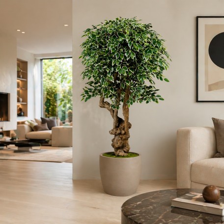 Ficus Luxe Seminaturale  Variegato  Tronco Jamaica  H 200 cm
