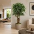 Ficus Luxe Seminaturale  Variegato  Tronco Jamaica  H 200 cm