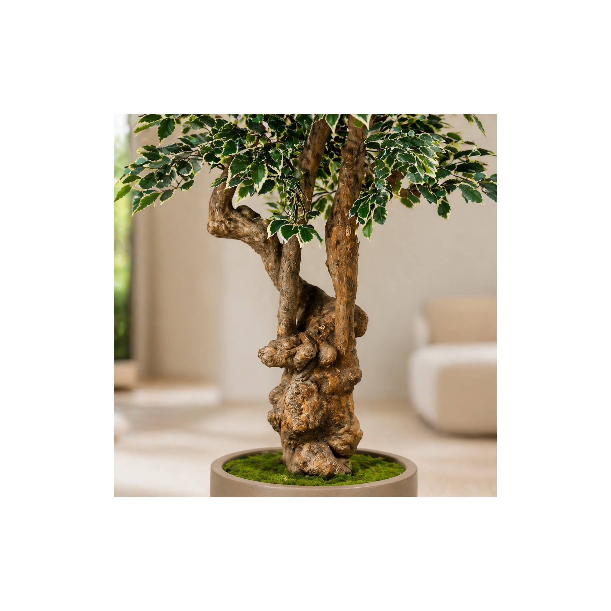  Ficus Luxe Seminaturale  Variegato  Tronco Jamaica  H 200 cm