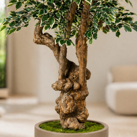 Ficus Luxe Seminaturale  Variegato  Tronco Jamaica  H 200 cm