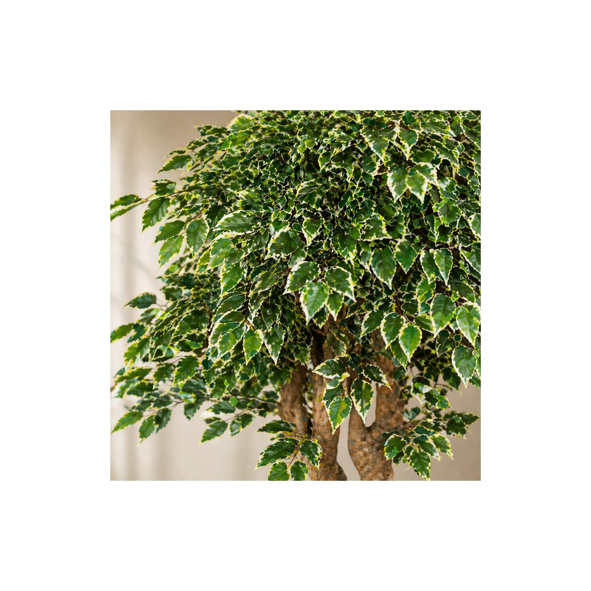  Ficus Luxe Seminaturale  Variegato  Tronco Jamaica  H 200 cm