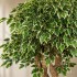 Ficus Luxe Seminaturale  Variegato  Tronco Jamaica  H 200 cm