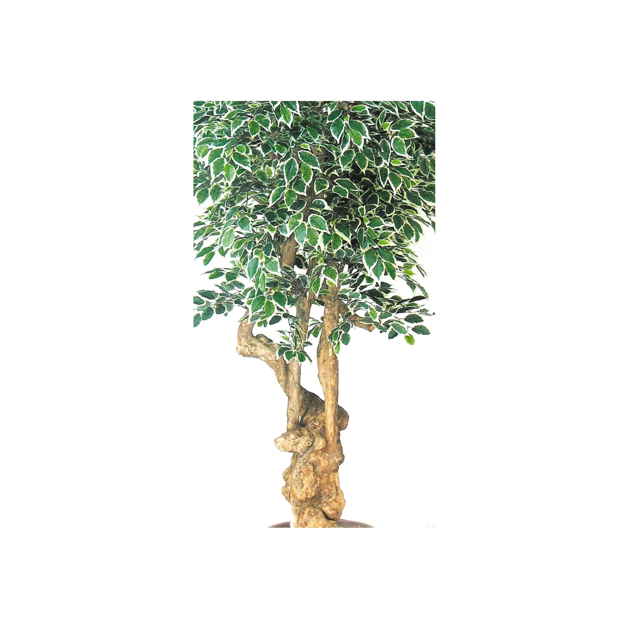  Ficus Luxe Seminaturale  Variegato  Tronco Jamaica  H 200 cm
