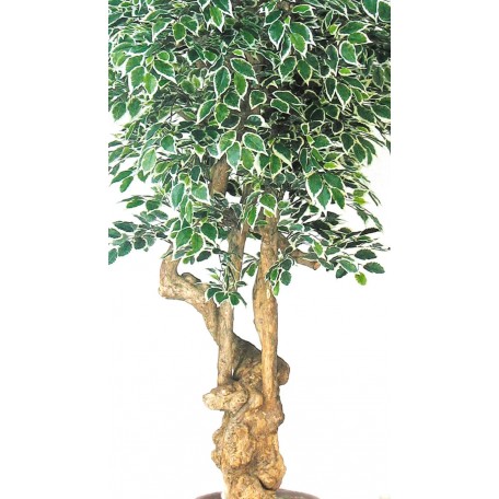 Ficus Luxe Seminaturale  Variegato  Tronco Jamaica  H 200 cm