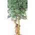 Ficus Luxe Seminaturale  Variegato  Tronco Jamaica  H 200 cm