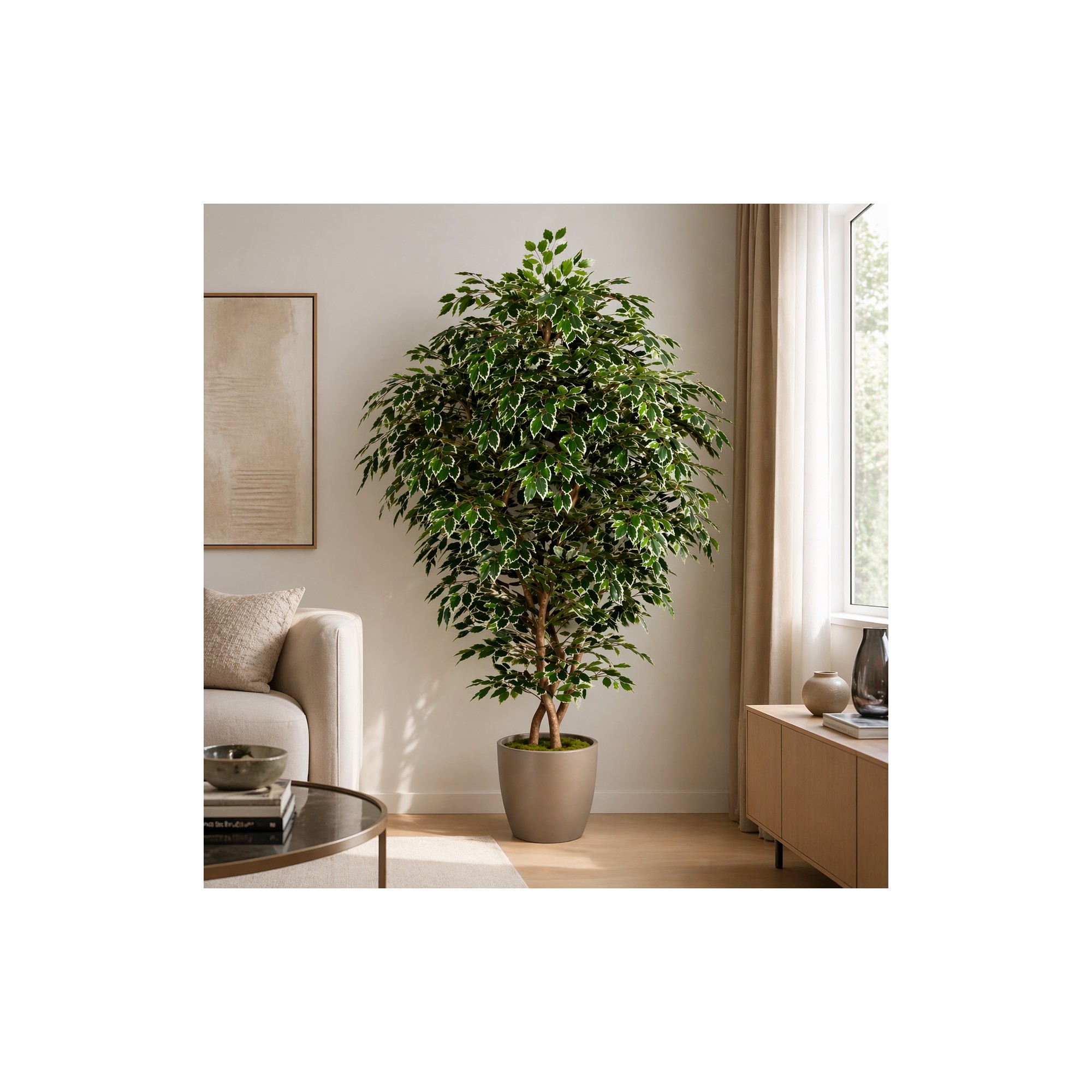  Ficus Luxe Seminaturale  Variegato  Tronco Bosco Giant H 200 cm