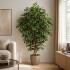 Ficus Luxe Seminaturale  Variegato  Tronco Bosco Giant H 200 cm