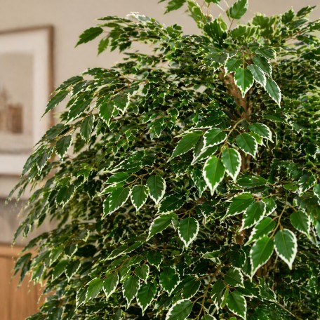 Ficus Luxe Seminaturale  Variegato  Tronco Bosco Giant H 200 cm
