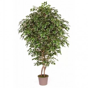 Ficus Luxe Seminaturale...