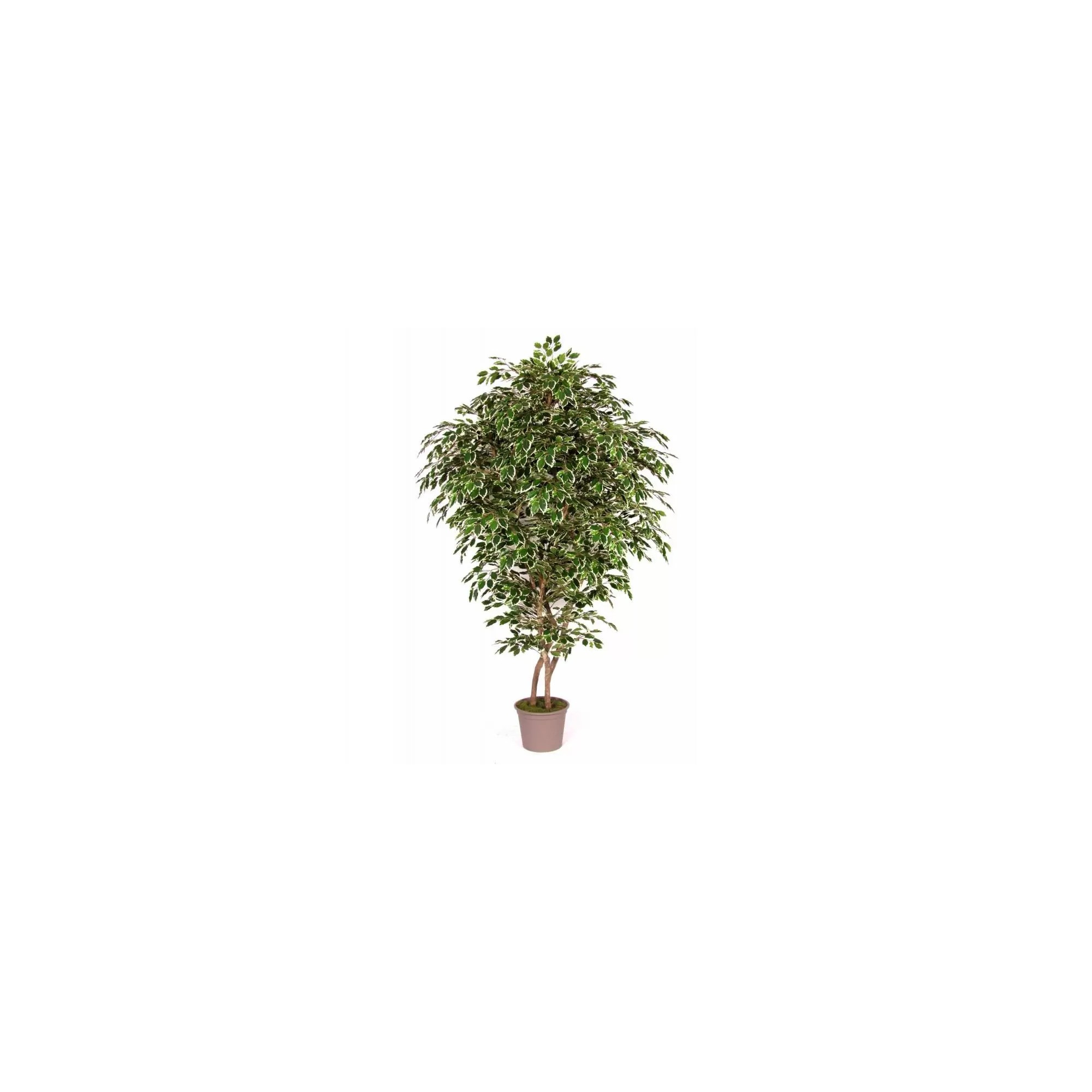  Ficus Luxe Seminaturale  Variegato  Tronco Bosco Giant H 200 cm