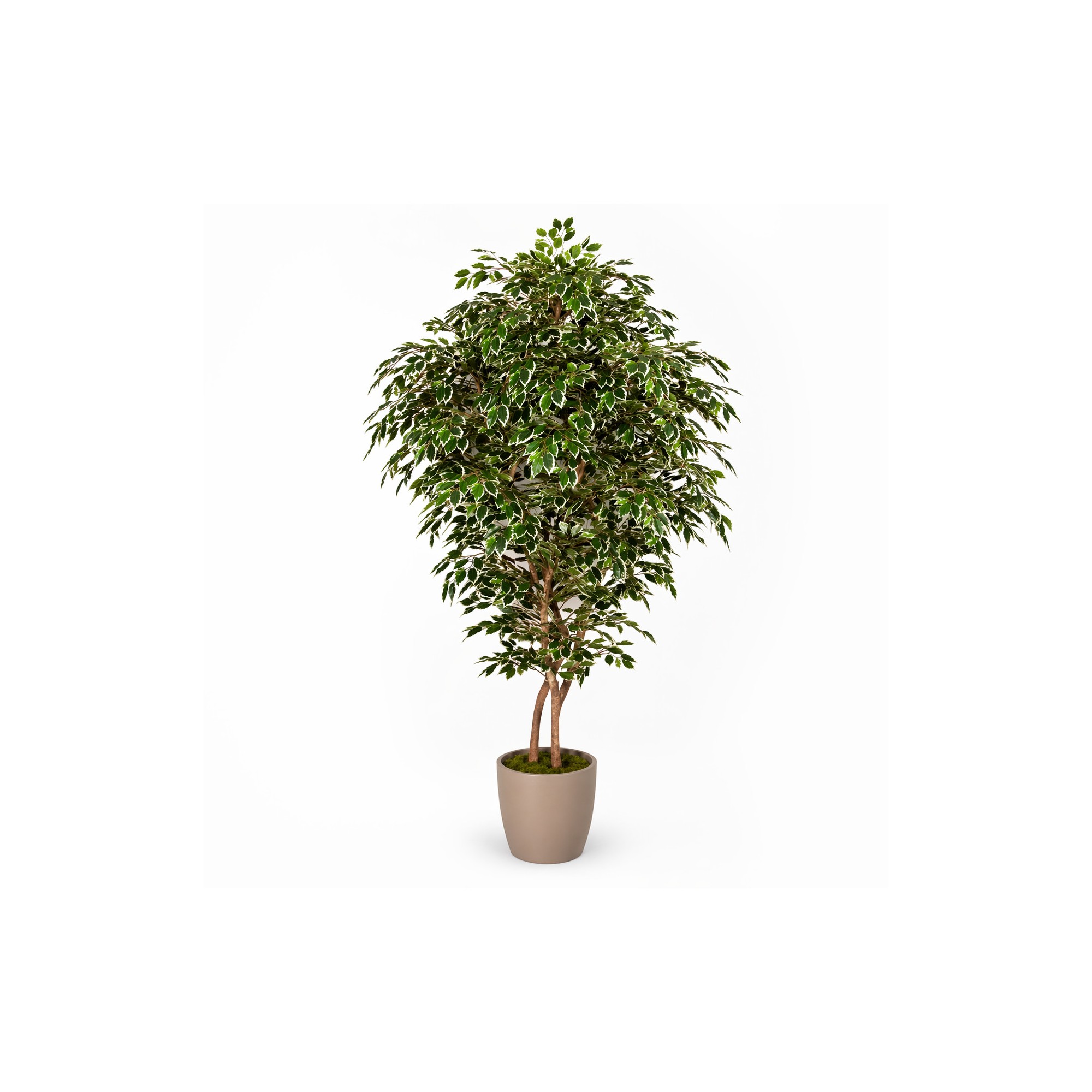  Ficus Luxe Seminaturale  Variegato  Tronco Bosco Giant H 200 cm