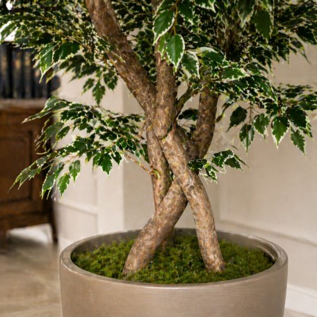 Ficus Luxe Seminaturale  Variegato  Tronco Bosco Giant H 225 cm