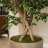 Ficus Luxe Seminaturale  Variegato  Tronco Bosco Giant H 225 cm