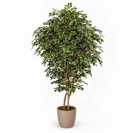 Ficus Luxe Seminaturale  Variegato  Tronco Bosco Giant H 225 cm