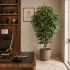 Ficus Luxe Seminaturale  Variegato  Tronco Bosco Giant H 225 cm